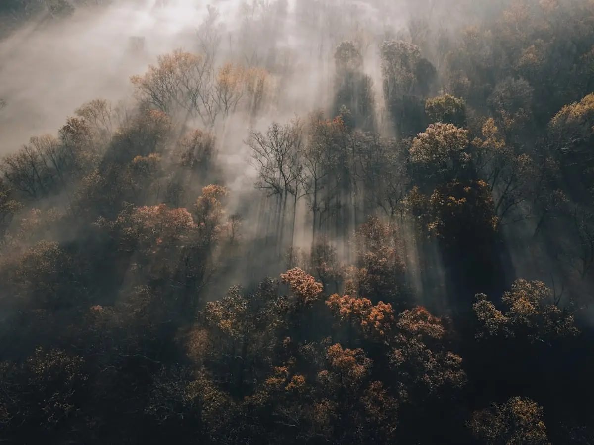 Sunlight breaking through a misty forest